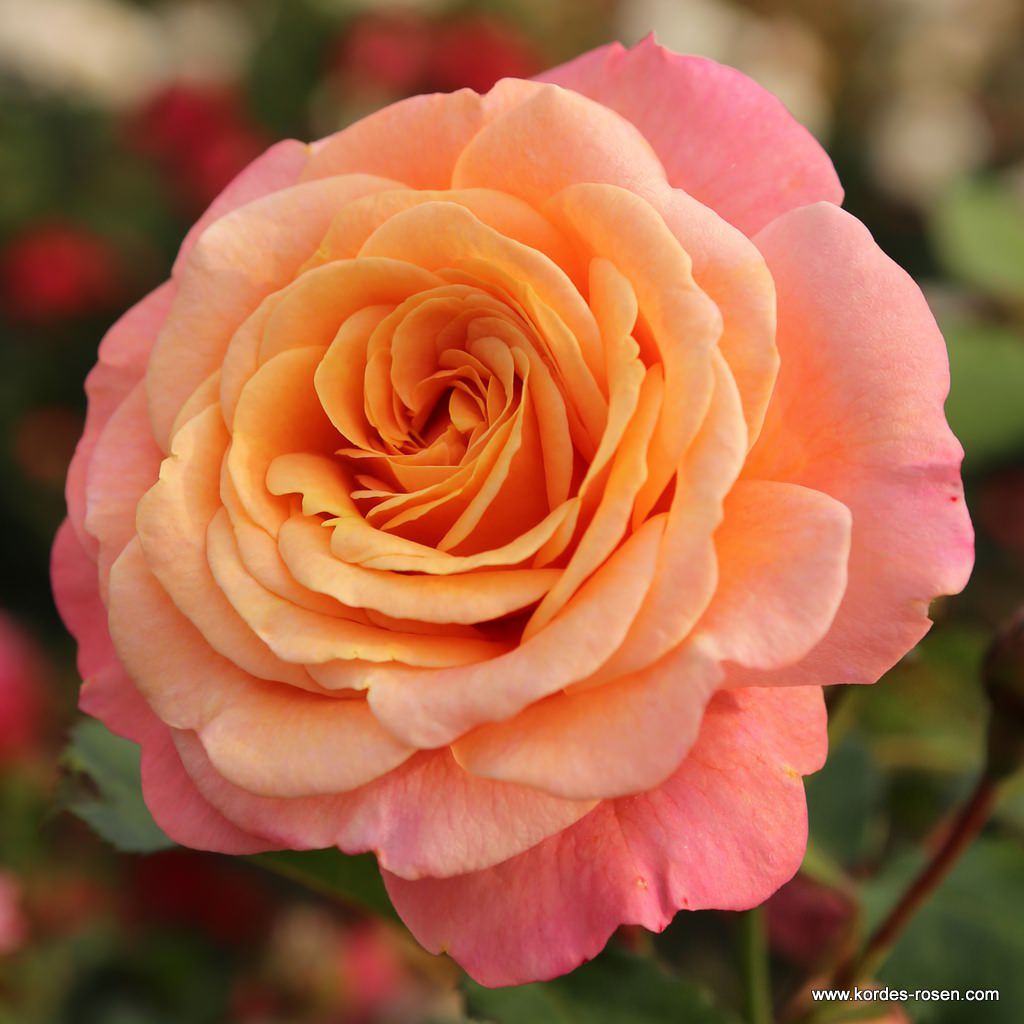 Peach-Melba_14SQL9HAXydr7e.jpg