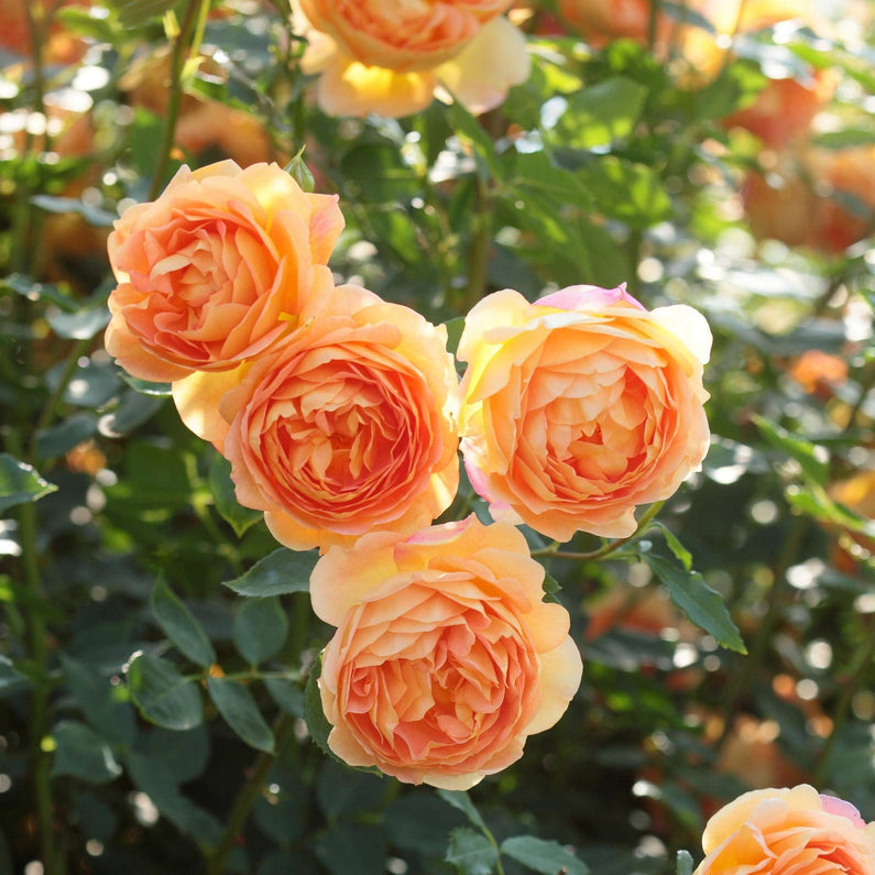 Trandafir-Lady-of-Shalott™-Ausnyson-2.jpeg