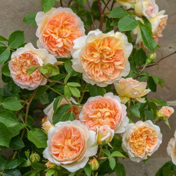 Trandafir BATHSHEBA (Ausschimbley) - David Austin