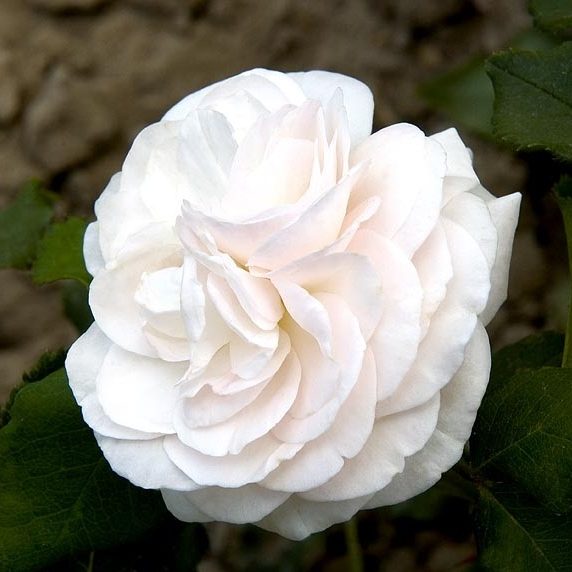 boule-de-neige1_1.jpg