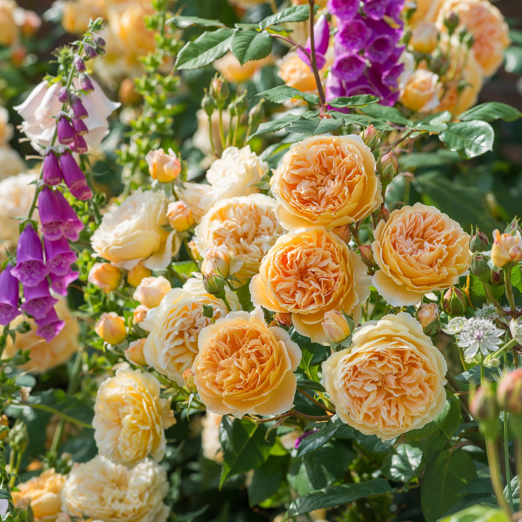 crown_princess_margareta_3_2.jpg