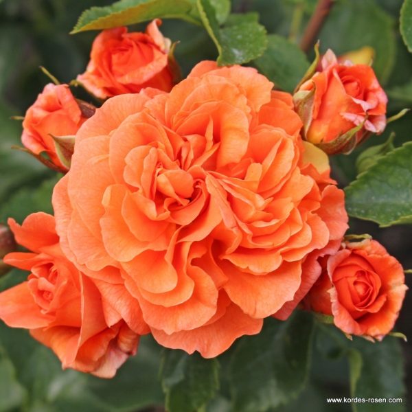 Trandafir Orangerie®