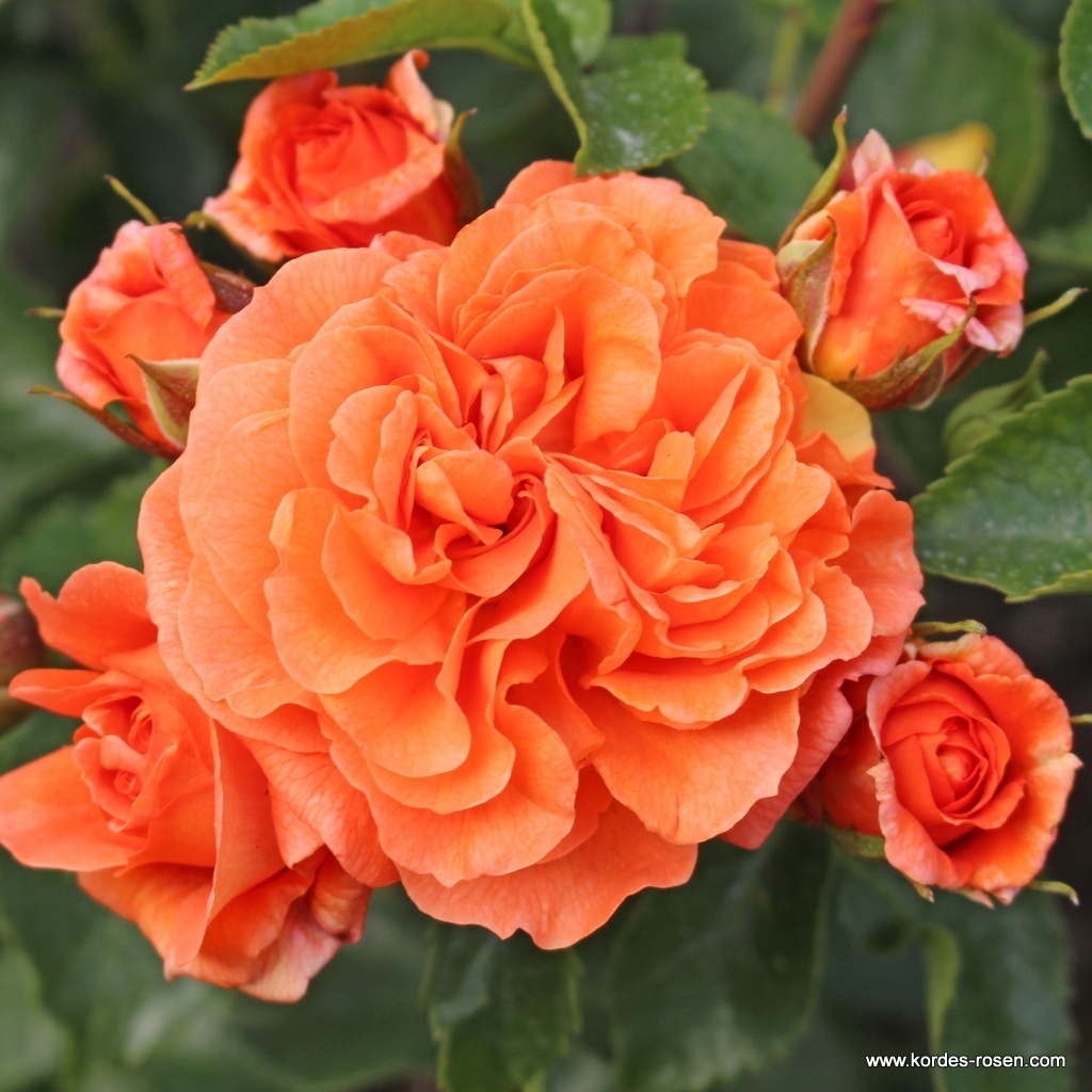 orangerie_1599546bfe632c.jpg