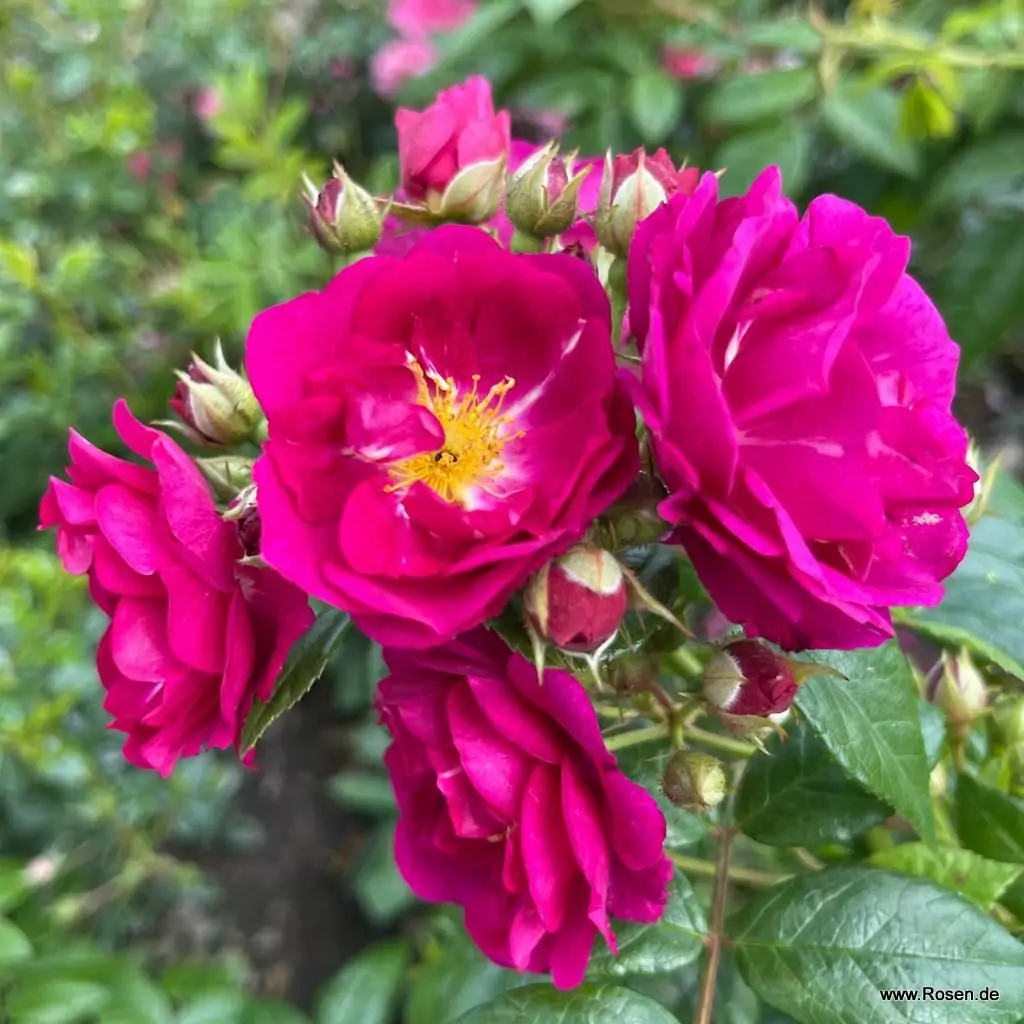 purple-siluettta_04_1920x1920.webp
