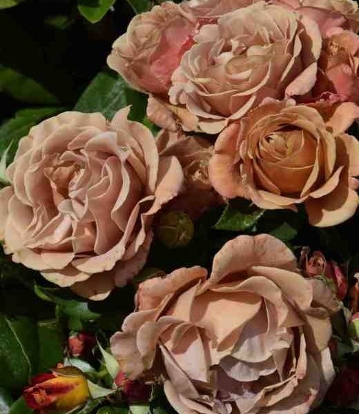 Trandafir Koko Loco - Floribunda rezistentă și floriferă