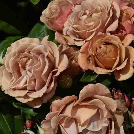 rose-kokoloko4.jpg