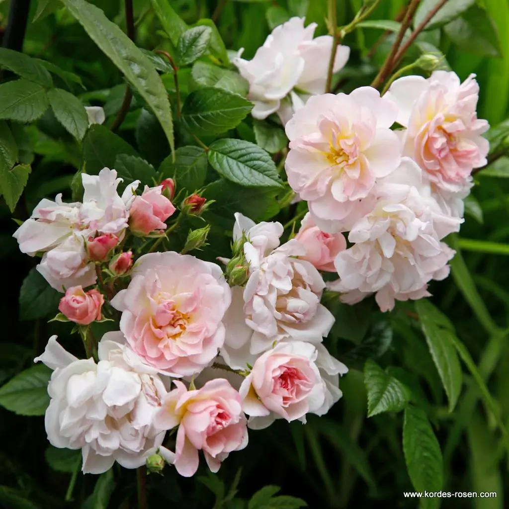 sweet-siluetta_05.webp