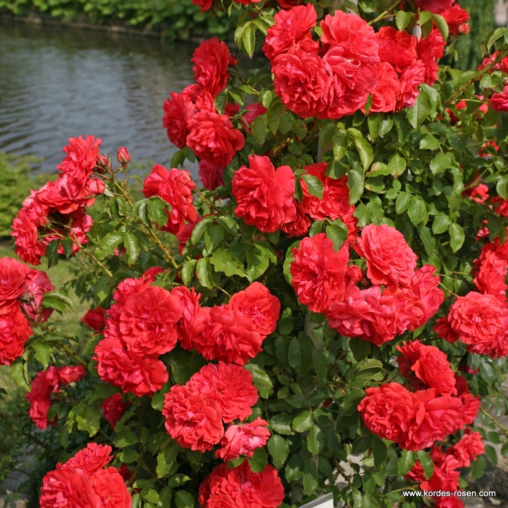 uetersens_rosenkoenigin_35995483ddaf07.jpg