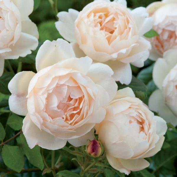 Trandafir Wollerton Old Hall (Ausblanket) - Parfum de Mir