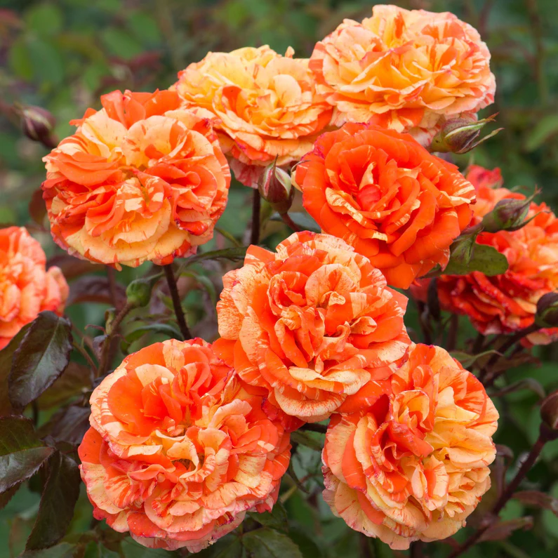 Rosa Oranges & Lemons-1