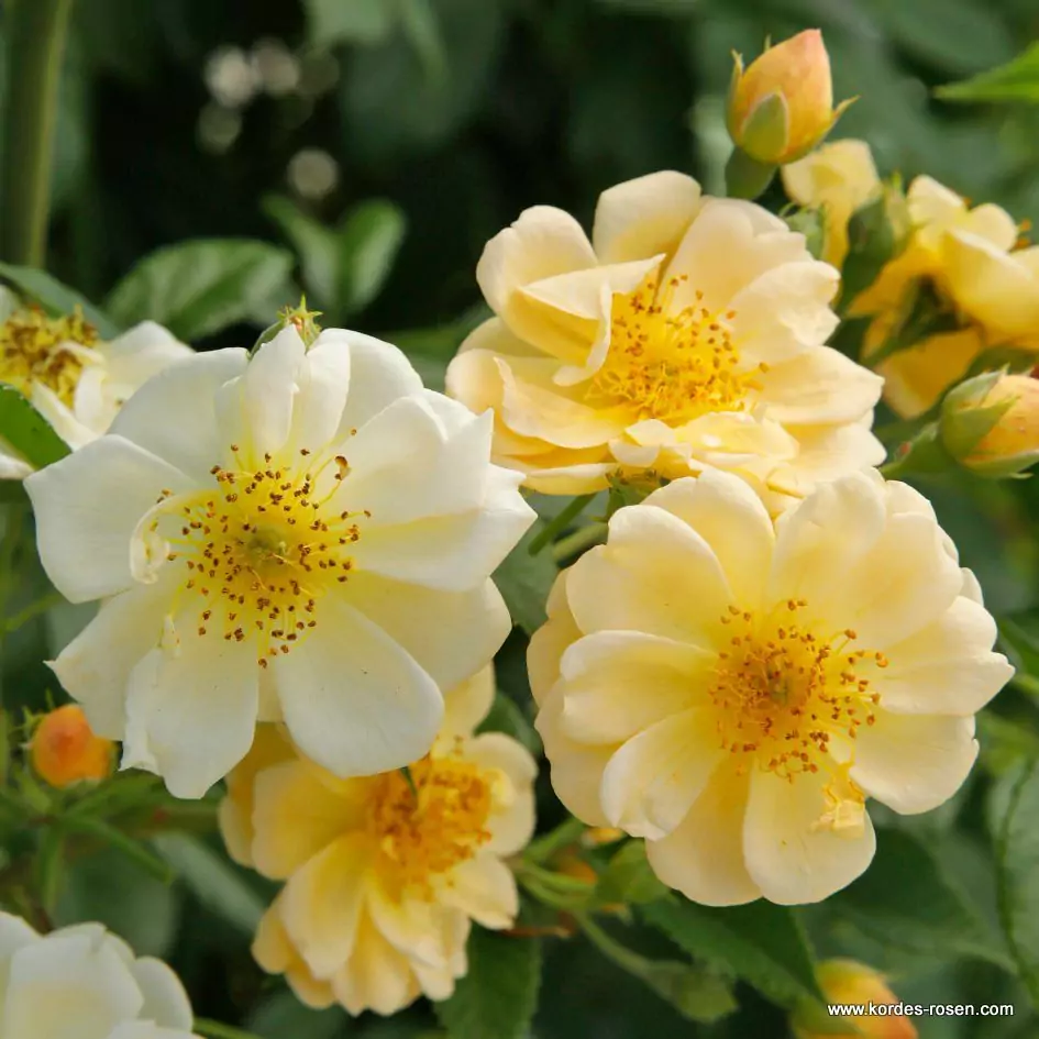 Rosa Sunny Siluetta-1