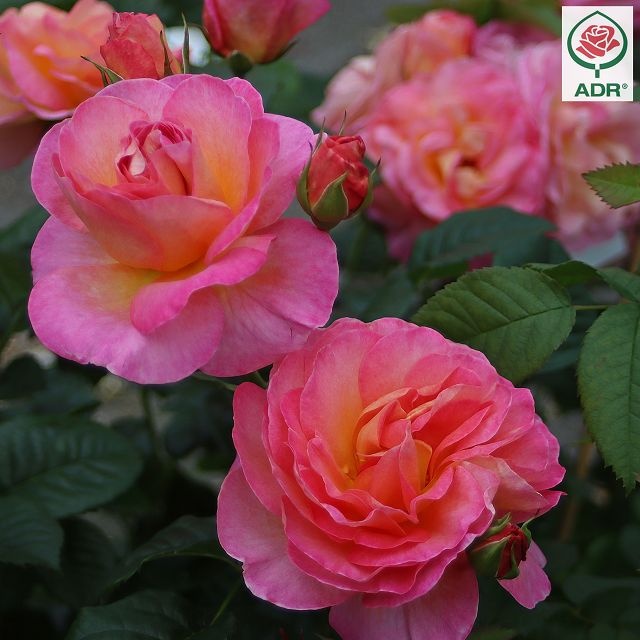 Trandafir Dornburger Schlossrose® -1