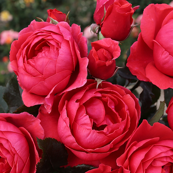 Trandafir Gartenprinzessin Marie-José®-1