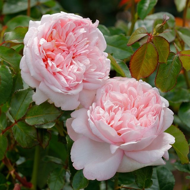 Trandafir Mauritia®-2