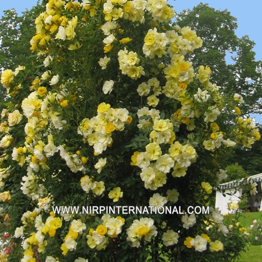 Trandafir Rosa Golden Age (Adadenoj) - Hibrid Cățărător