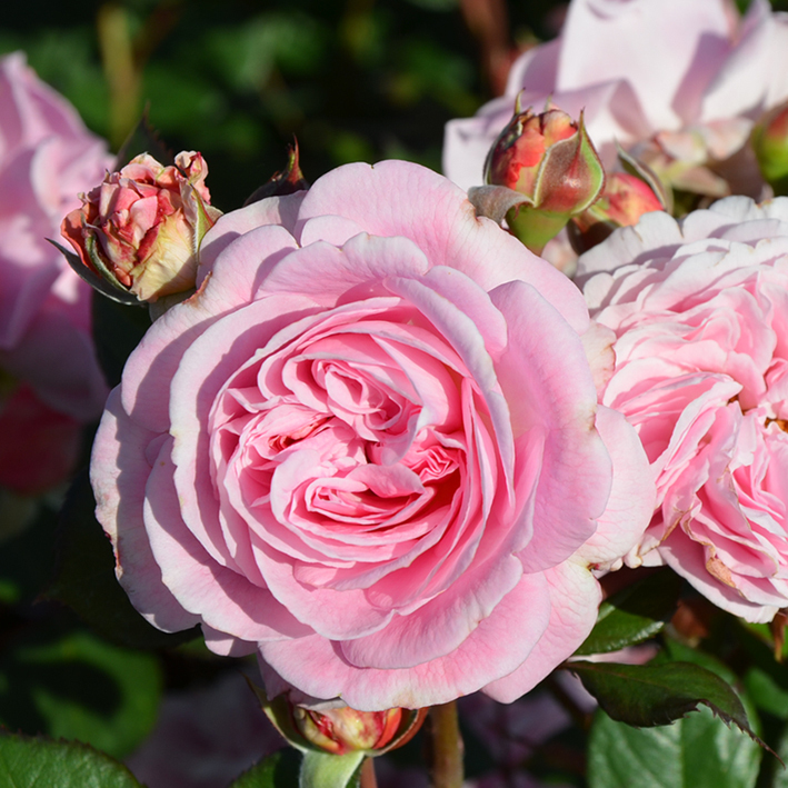 Trandafir Rosengräfin Marie Henriette®-4