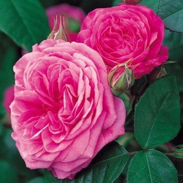 Trandafir Gertrude Jekyll® AUSbord