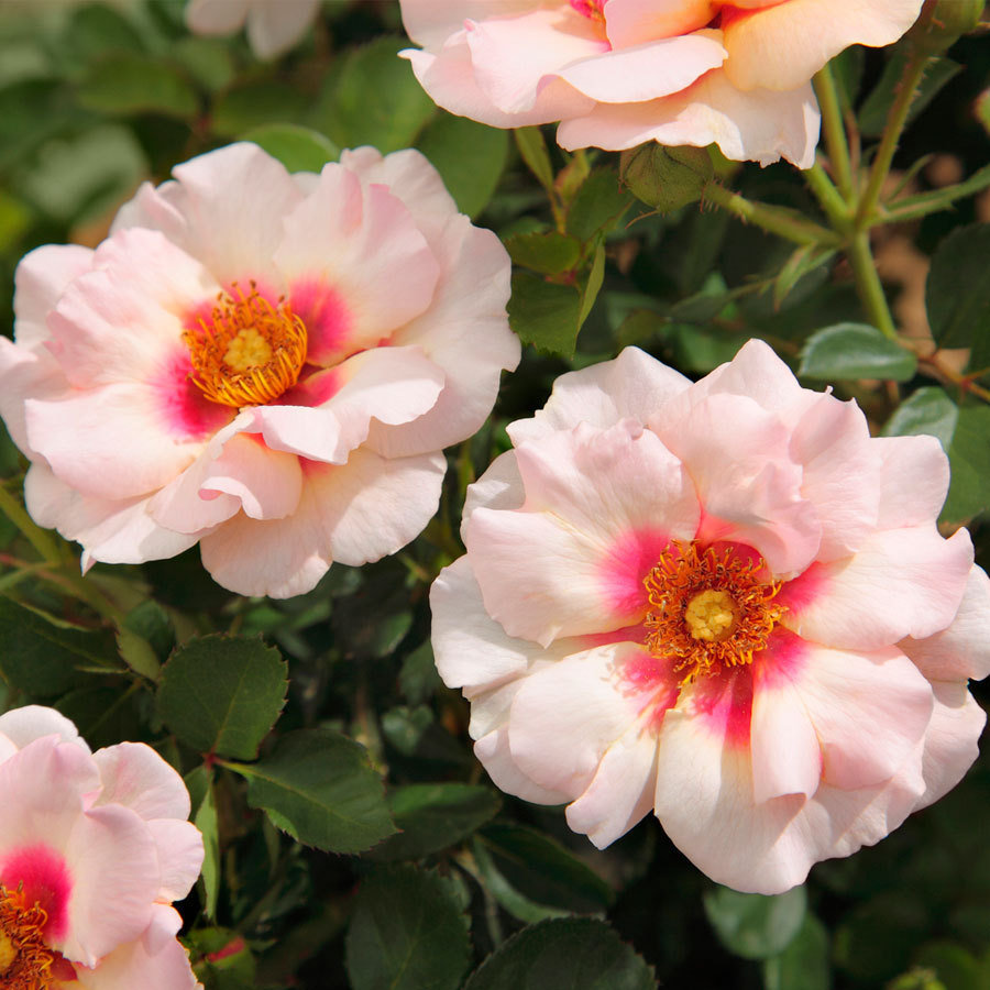 rose_eyeconic_pink_lemonade.jpg