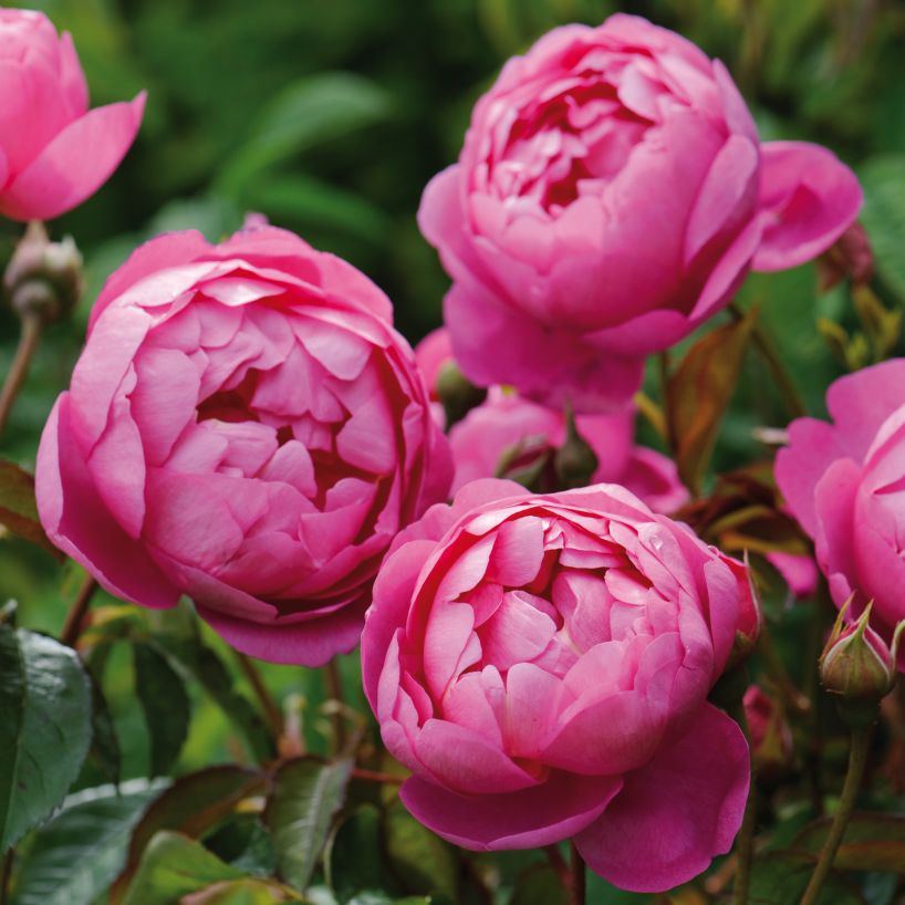 royal_jubilee_1_2.jpg