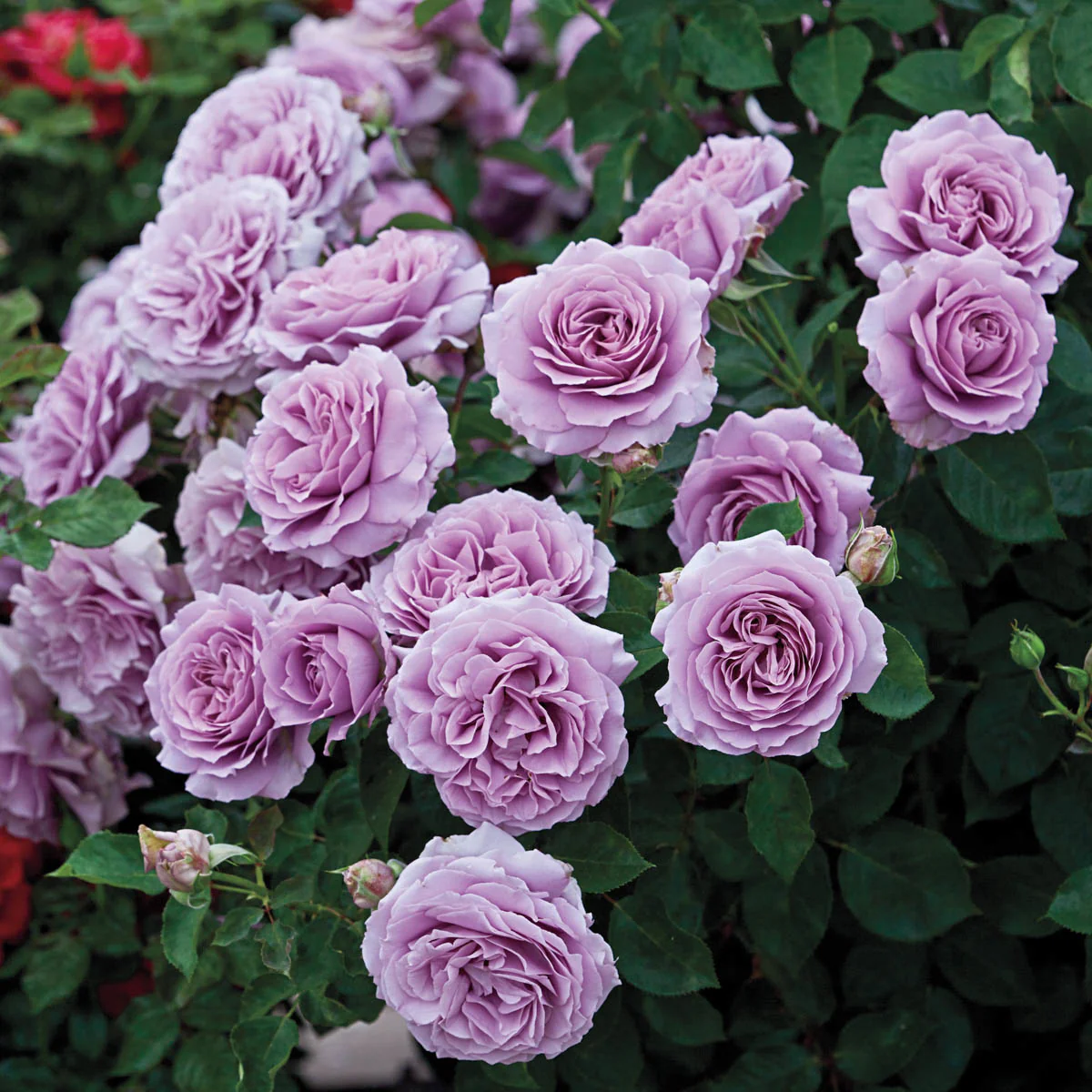78966_LoveSong_FloribundaRose_Main_BR-1.webp