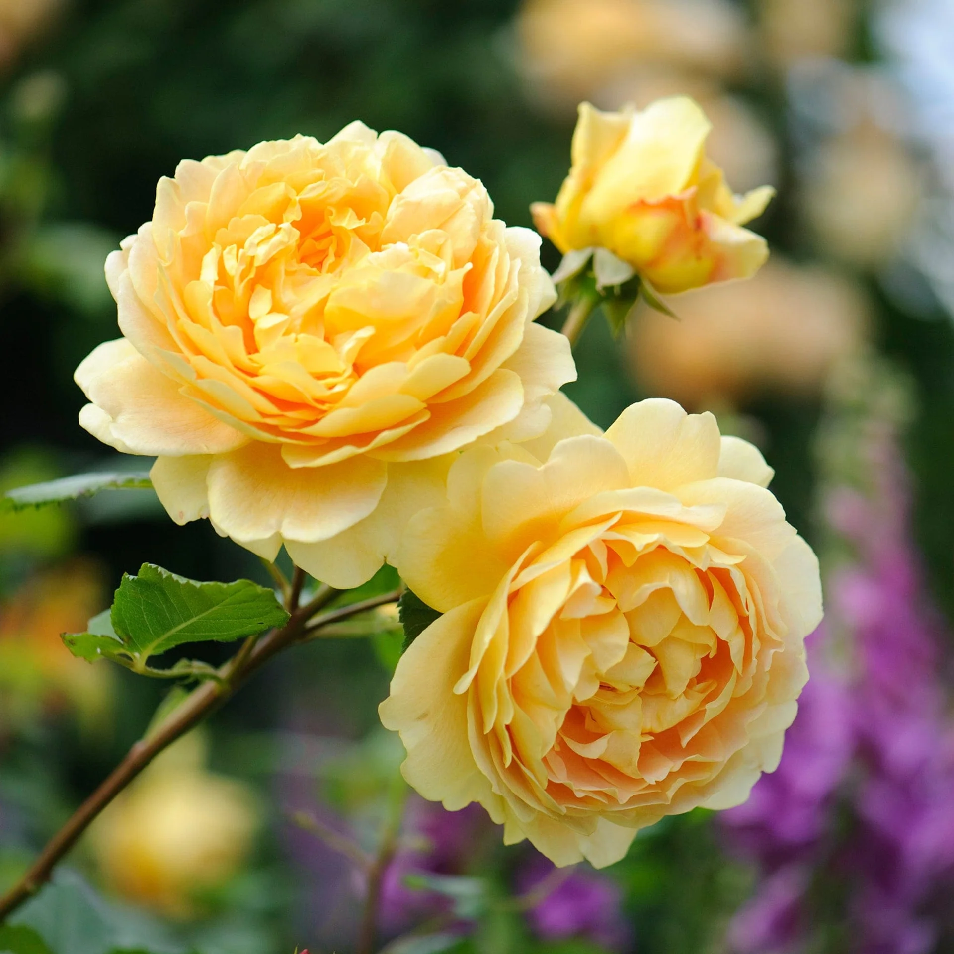 Golden-Celebration-3.webp
